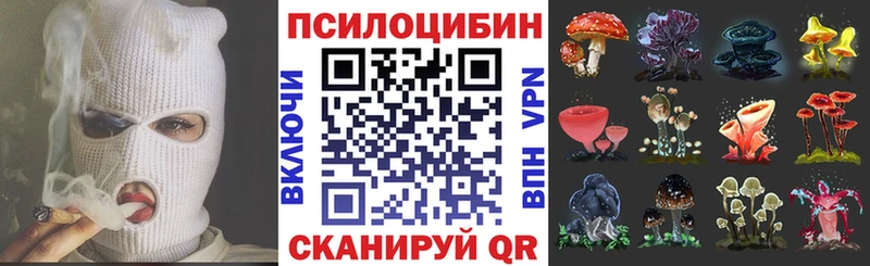 как найти закладки Сосновоборск Псилоцибиновые грибы Cubensis